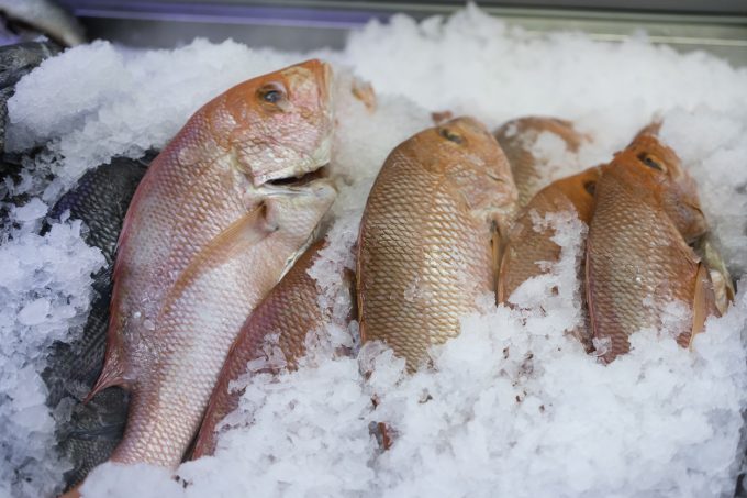 Snapper & Grouper For Sale Prattville, AL