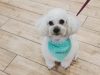 Groomed Pet at Cobbs Ford Prattville Health Care