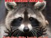 Raccoon animal removal in Prattville, AL