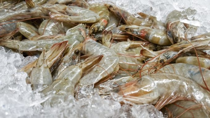 Fresh Shrimp for sale Prattville, AL