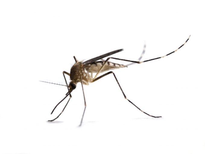 Mosquito Control Prattville, AL