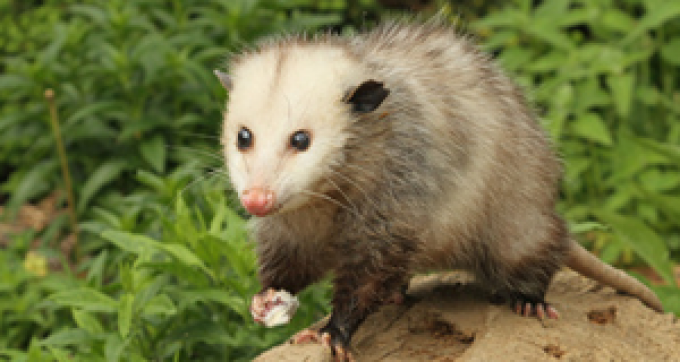 Opossum removal service in Prattville, AL