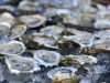 Fresh Oysters For Sale Prattville, AL