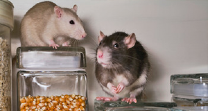 Rats and mice removal in Prattville, AL