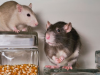 Rats and mice removal in Prattville, AL