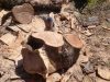 tree removal millbrook al