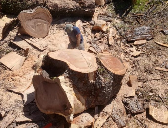 tree removal millbrook al