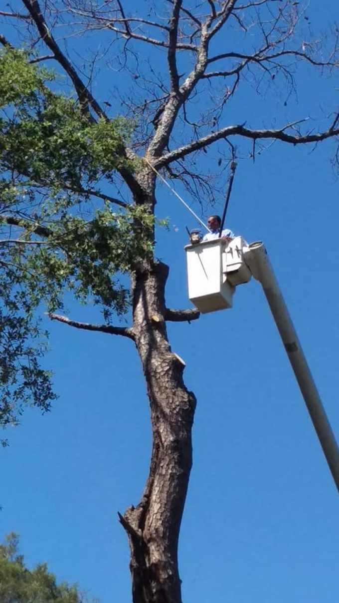 tree service millbrook al