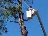 tree service millbrook al