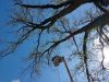 tree trimming prattville al