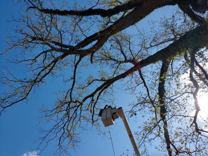 tree trimming prattville al