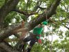 Tree Trimming Prattville, AL